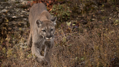 Details Emerge About New Year’s Day Mountain Lion Attack In Colorado