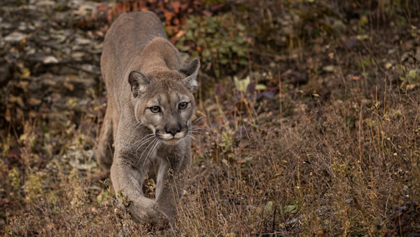 Details Emerge About New Year’s Day Mountain Lion Attack In Colorado