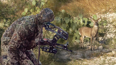 Hunter in camouflage crouched with compound bow, whitetail buck near prickly pear cactus
