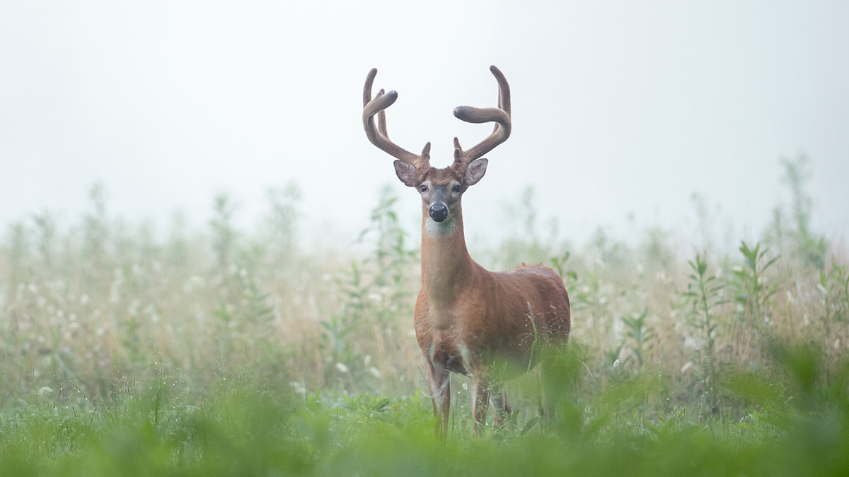 Why Opening Week Is Better Than The Rut For Mature Whitetails