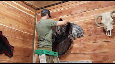 Man on ladder mounting turkey cape on wooden wall next to animal skull