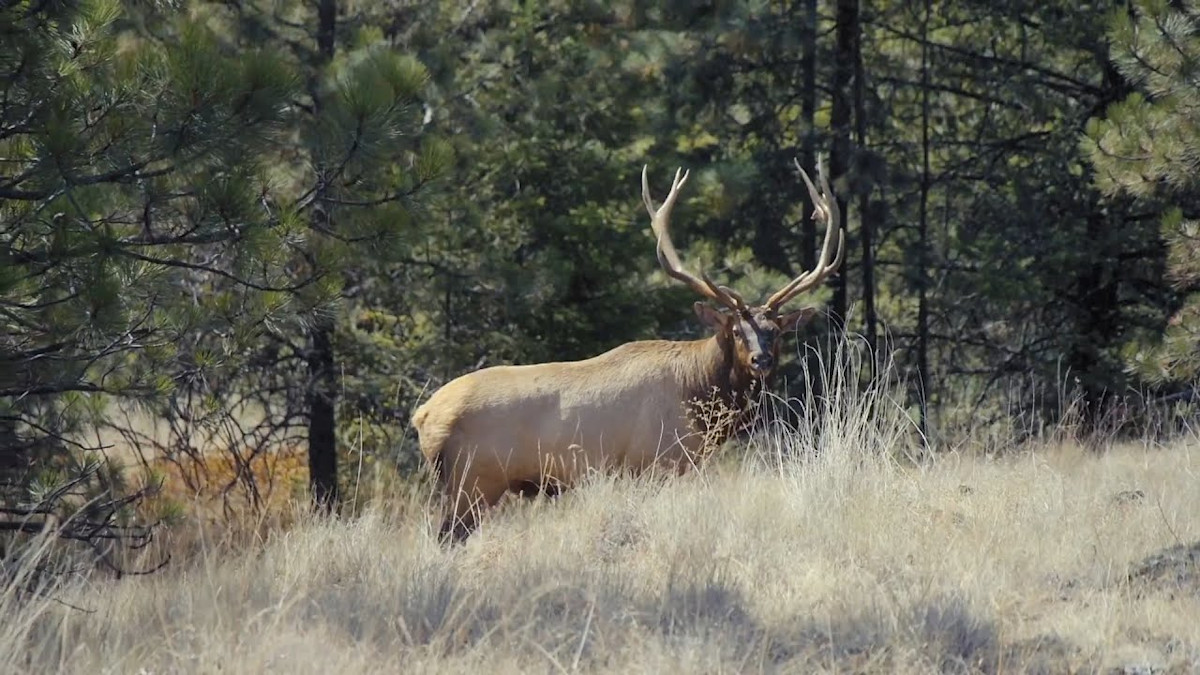 Blue Mountain Bugles MeatEater Season 8