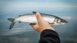 13 Fish Poachers Busted After Taking Hundreds of Whitefish