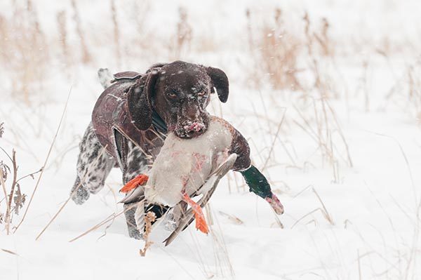 A GSP retrieves a drake mallard through the snow.