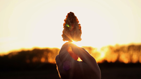 5 Common Misconceptions About Morel Mushrooms