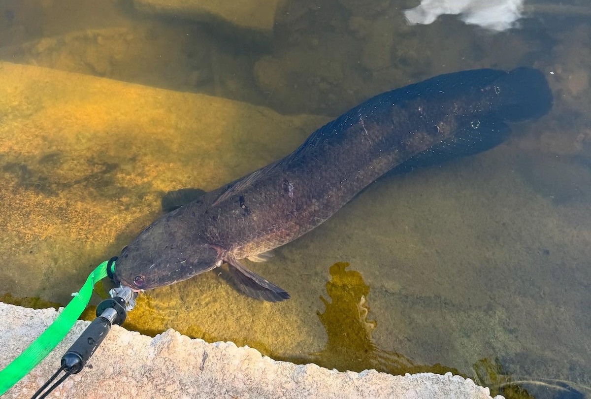 snakehead