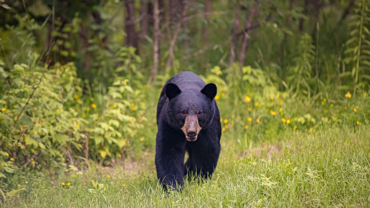 North Carolina to Expand Bear Hunting Amid Controversy