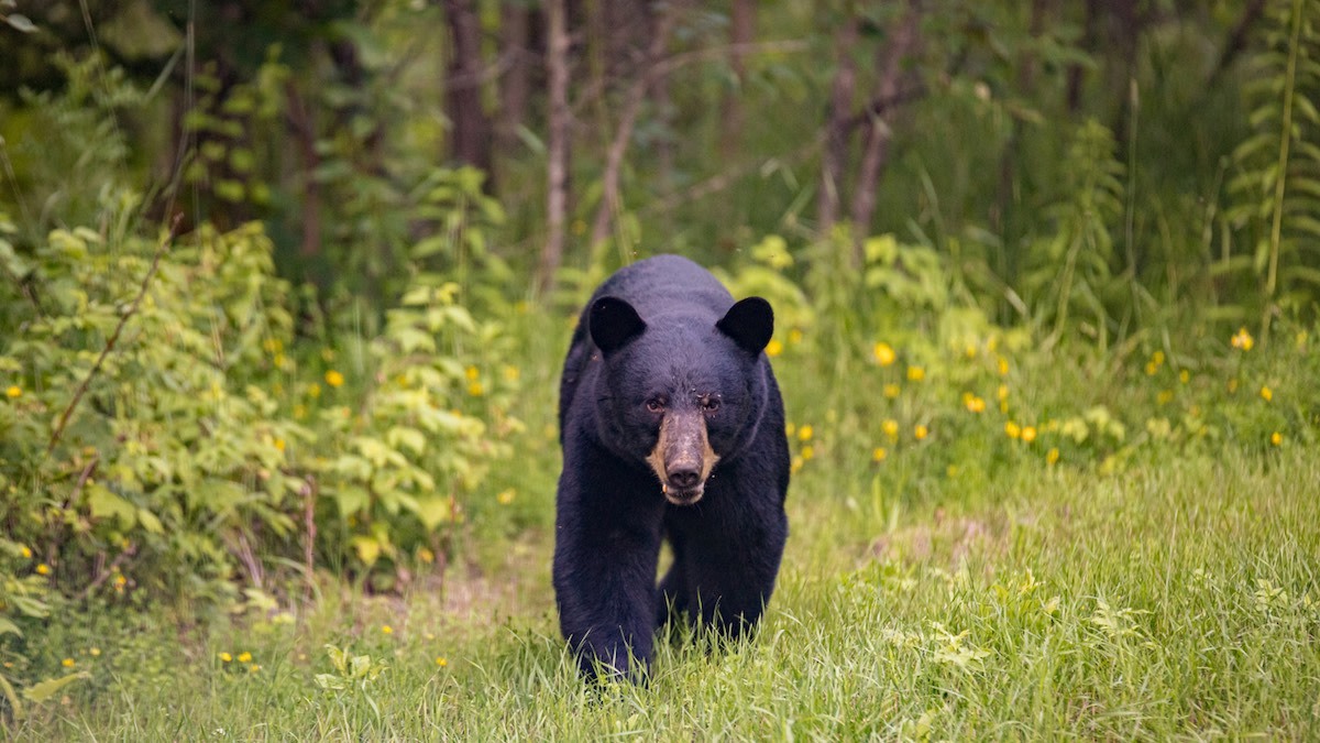 Black Bear Fest, Facts and Feats - North Carolina Wildlife Federation