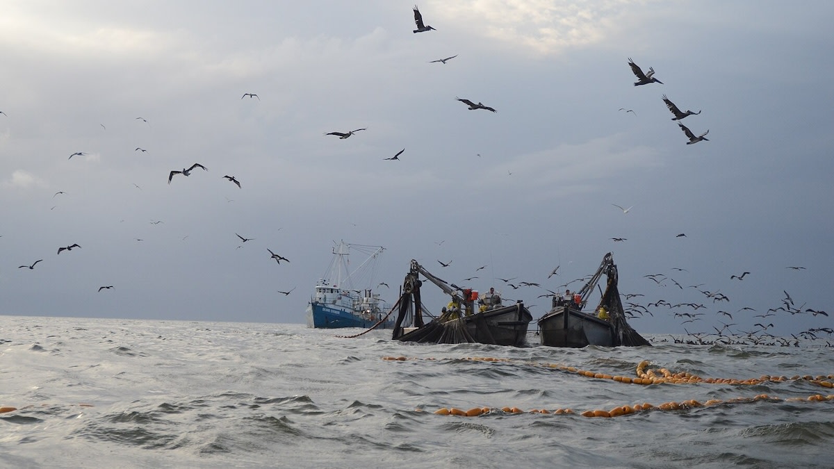 Regulation Changes Spark Tensions Between Recreational Anglers and Menhaden Industry