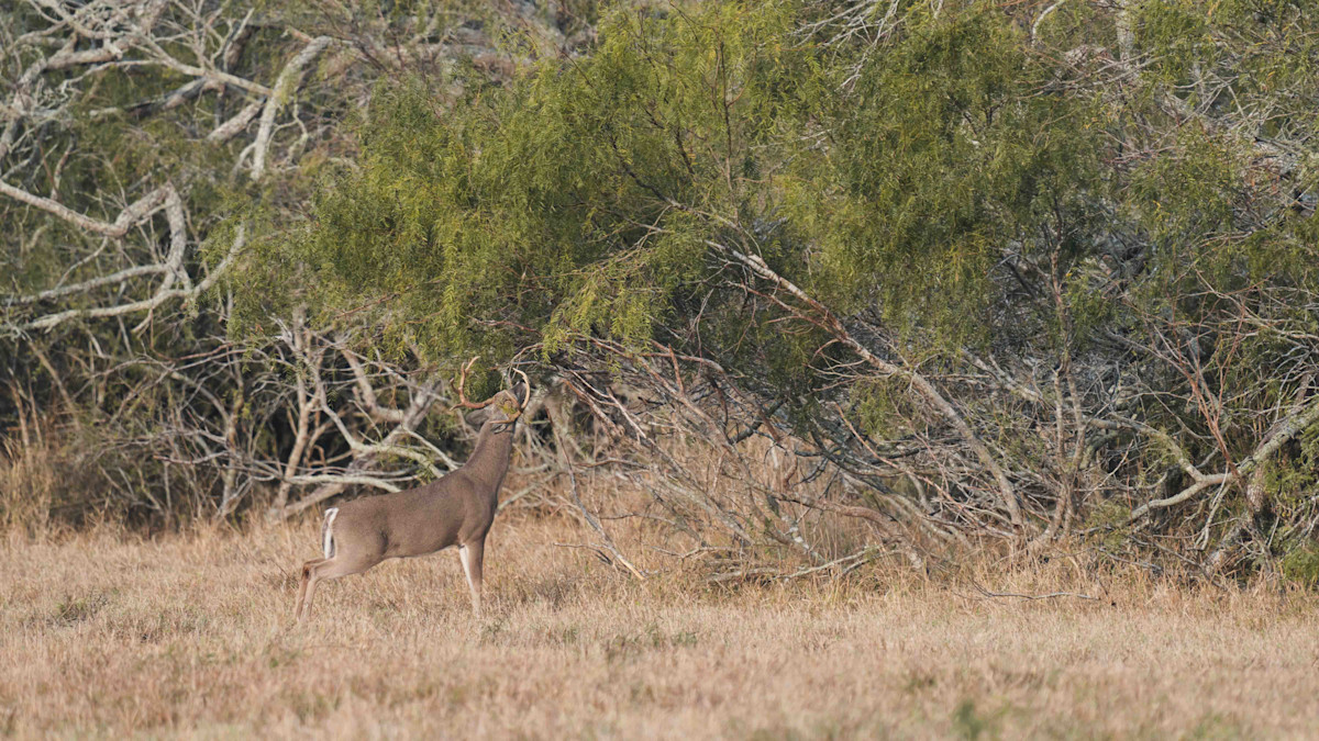 210107_SRME_SEASON10_TX_WHITETAIL-129-2.jpg