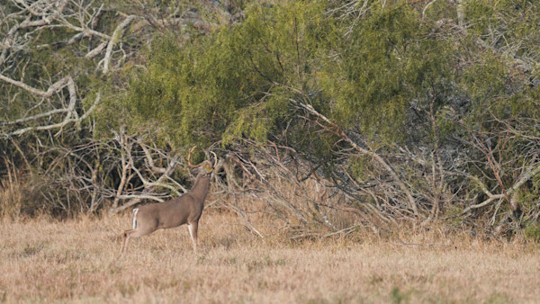 210107_SRME_SEASON10_TX_WHITETAIL-129-2.jpg