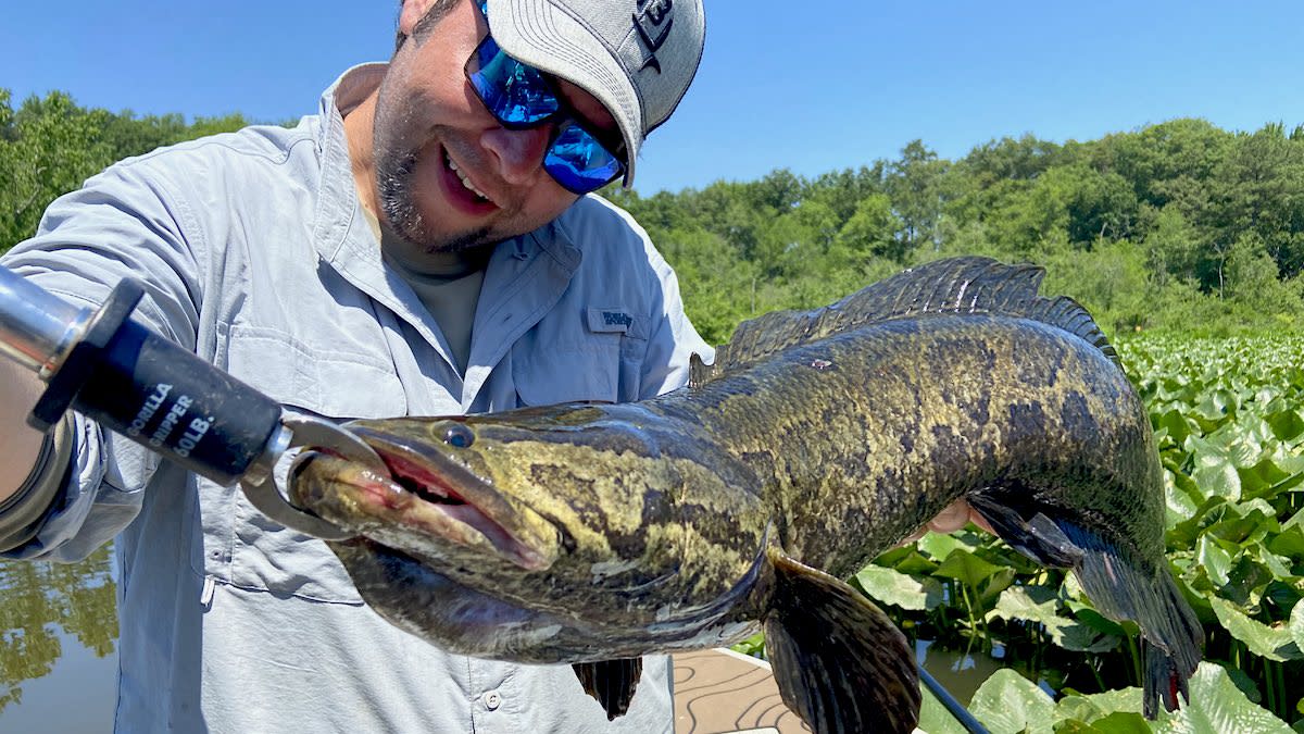 New Jersey Snakeheads Bring Challenges and Opportunities for