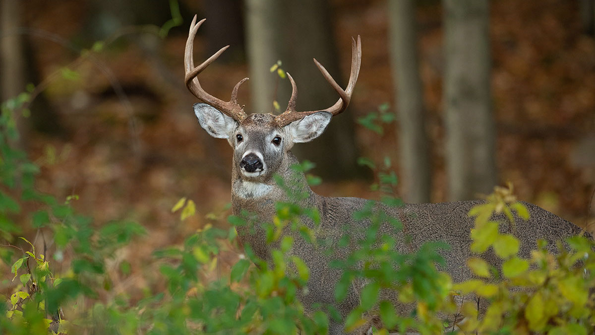 3 Biggest Mistakes Whitetail Hunters Make in the Early Season