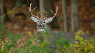 Whitetail buck with eight-point antlers among green brush in forest