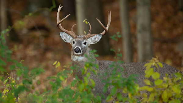 3 Biggest Mistakes Whitetail Hunters Make in the Early Season