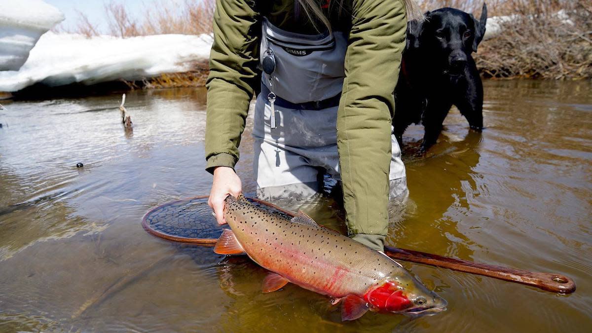 How to Catch Big Trout in Small Streams