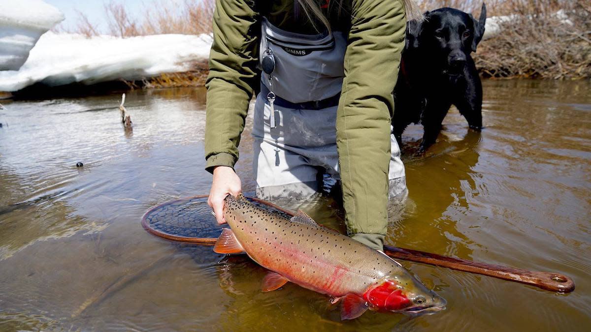 How to Catch Big Trout in Small Streams MeatEater Fishing