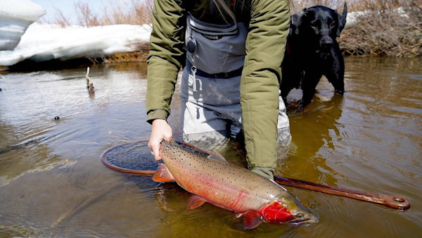 How to Catch Big Trout in Small Streams
