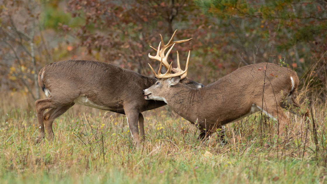 Deer & Deer Hunting's Guide to Hunting in the Rut by Deer & Deer Hunting:  9781440243295