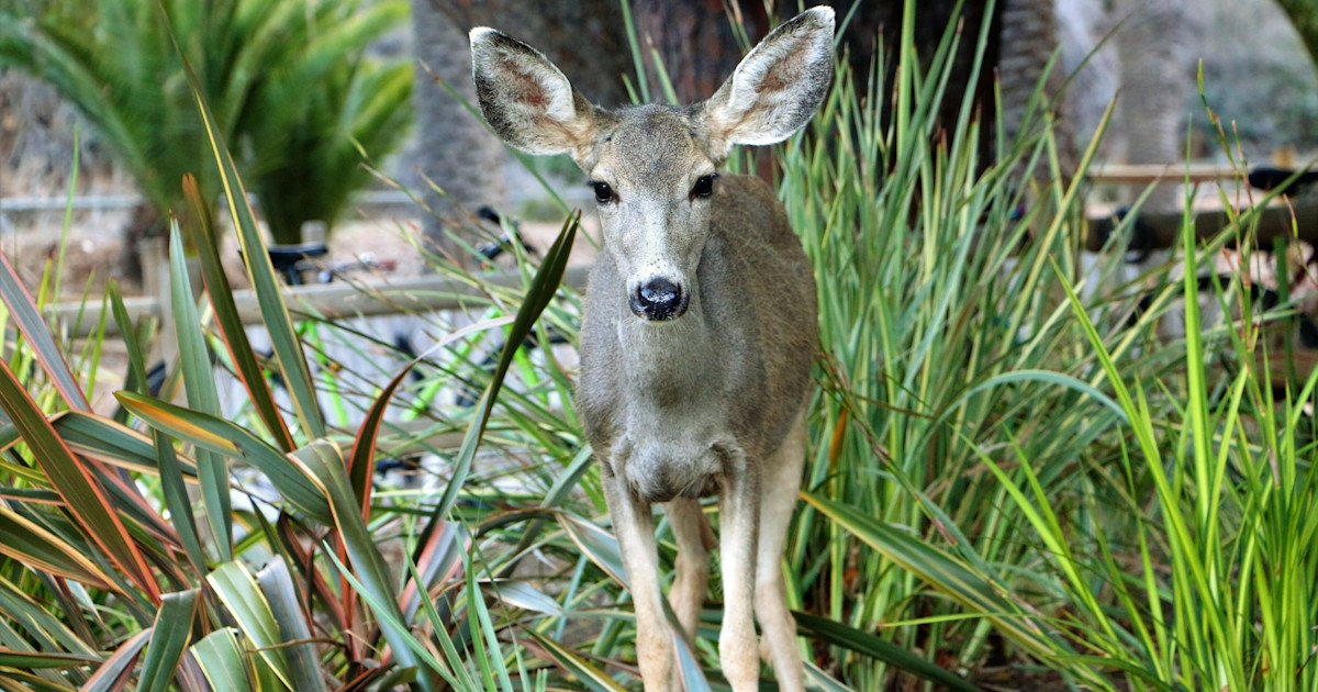 Sharpshooters Will Eradicate Deer on Catalina Island Under New Plan Sharpshooters Will Eradicate Deer on Catalina Island Under New Plan