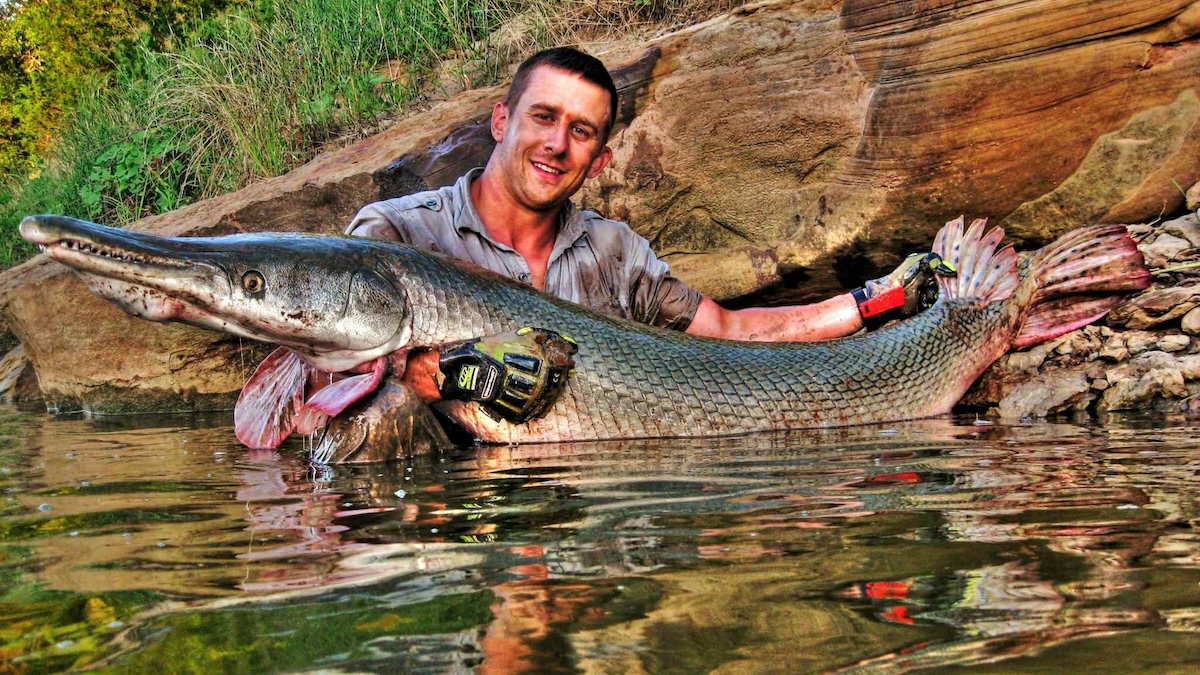 alligator gar