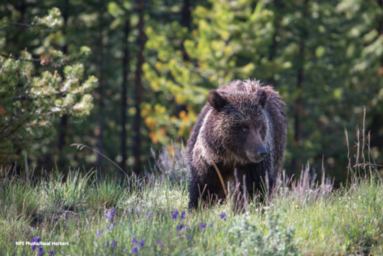 Wyoming Grizzly Hunt Update: Judge Rules Against Delisting Bears