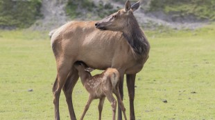What Is Going on with Colorado (Animal) Moms?