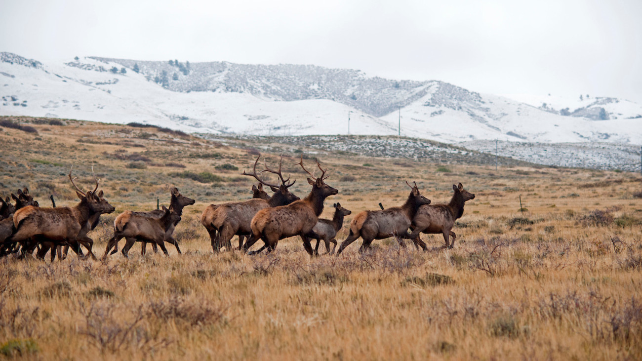 Forces Clash Over Future of Iconic Elk Herds