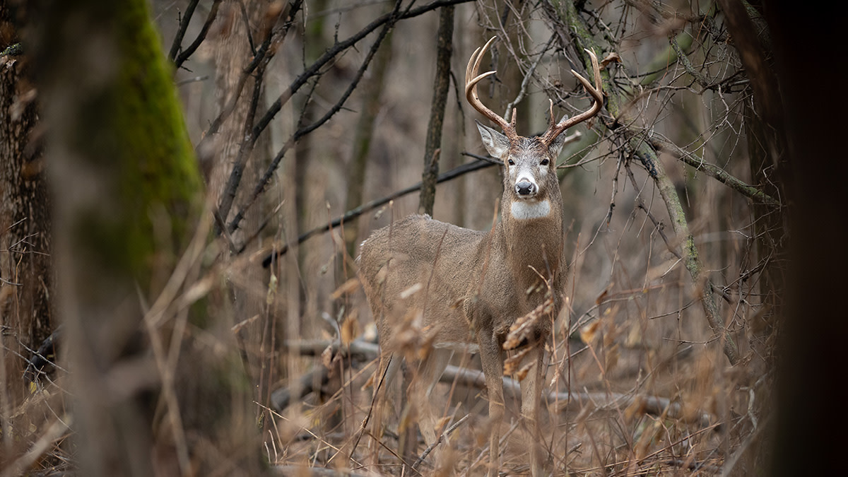 Why You Should Still-Hunt This Fall