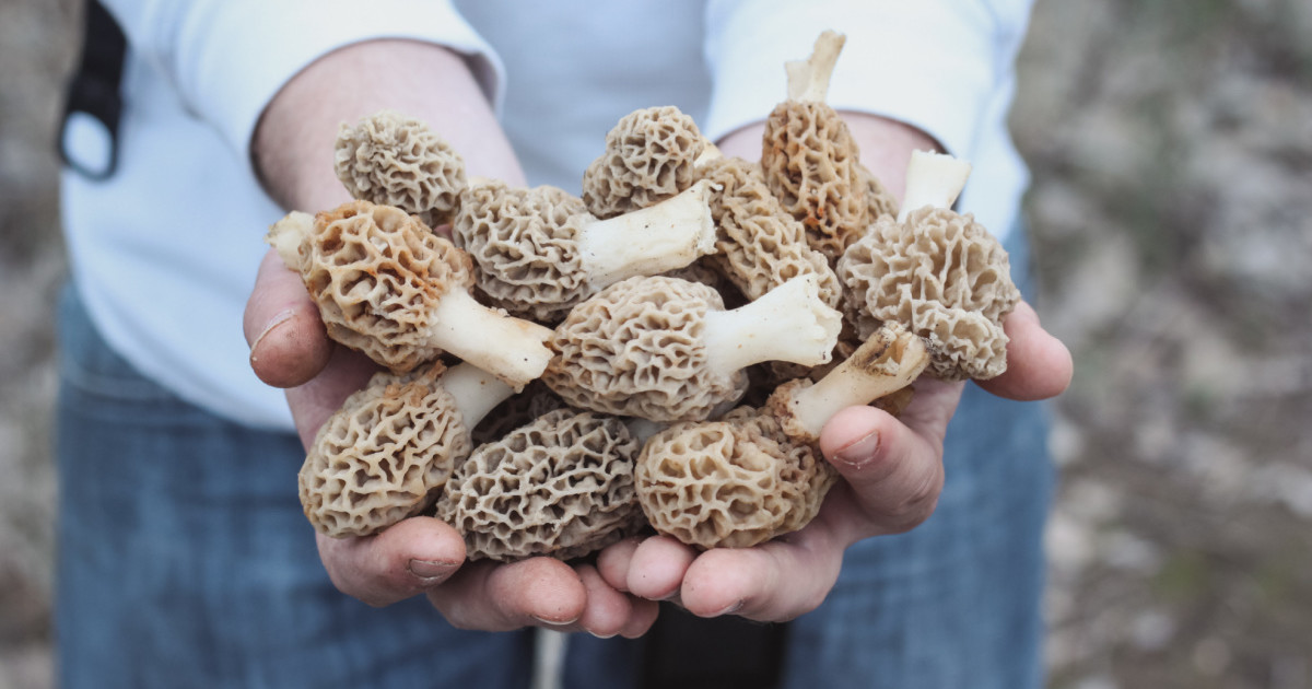 Is It Bad To Pull Morels Instead Of Pinching Them? | Meateater Wild Foods