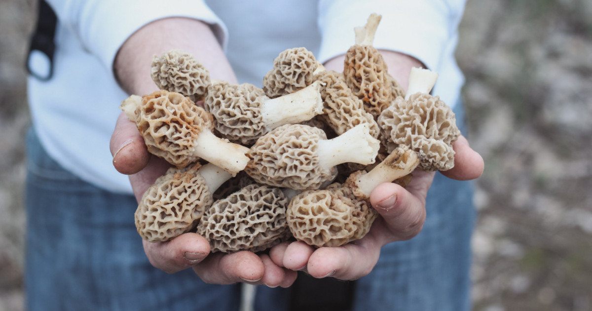 Is it Bad to Pull Morels Instead of Pinching Them? | MeatEater Wild Foods