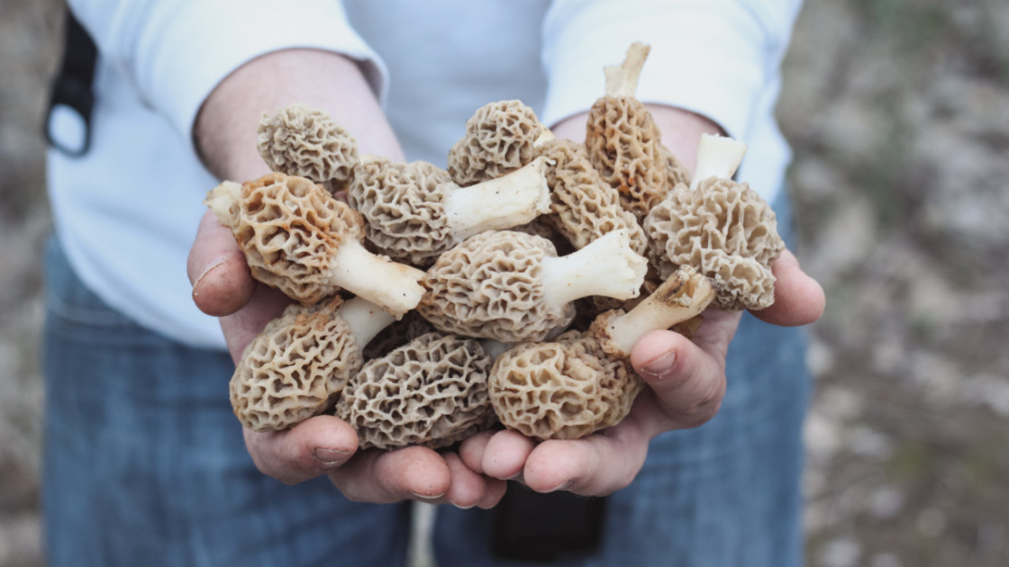 Is it Bad to Pull Morels Instead of Pinching Them? | MeatEater Wild Foods