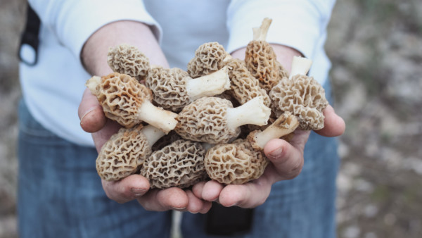 Fact Checker: Is it Bad to Pull Morels Instead of Pinching Them?