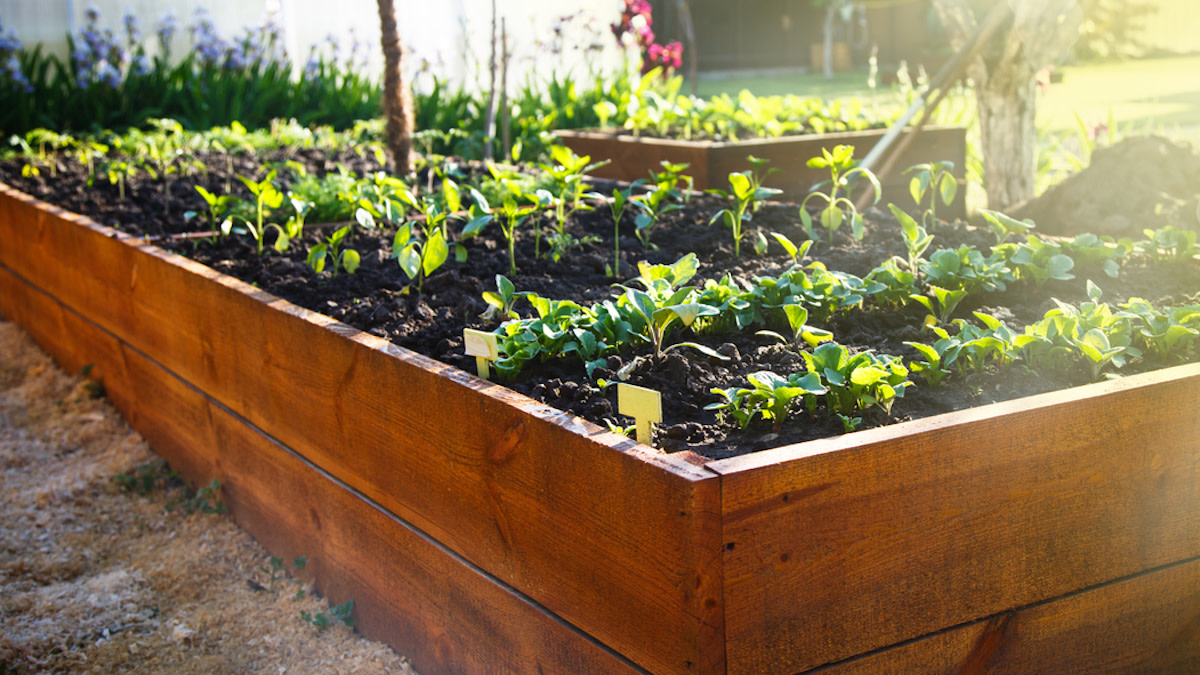 How to Choose the Best Spot for a Vegetable Garden