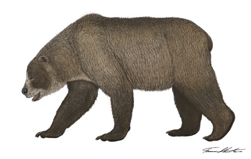 The Giant Short-Faced Bear