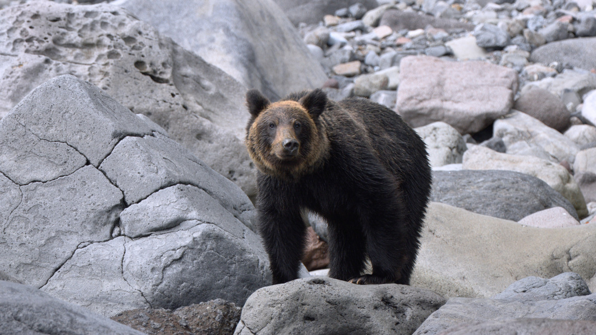 Did a Bear Really Decapitate a Japanese Angler?