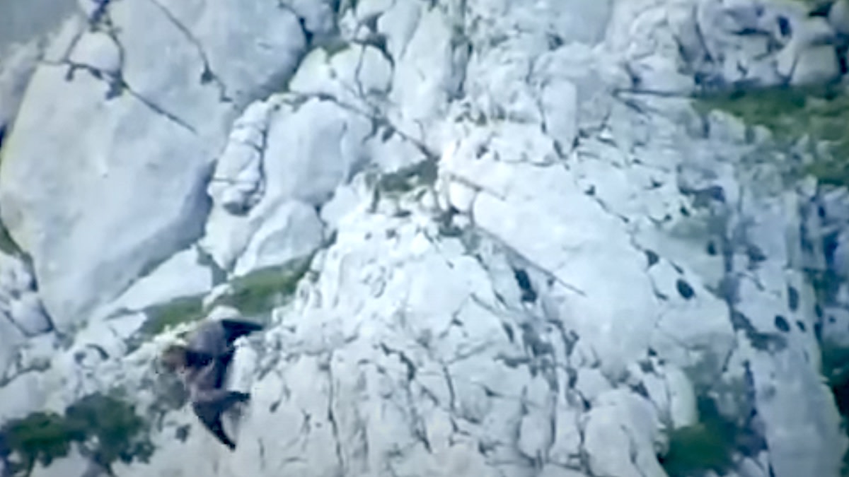 Video: Male Brown Bear Falls to Death After Attacking Sow