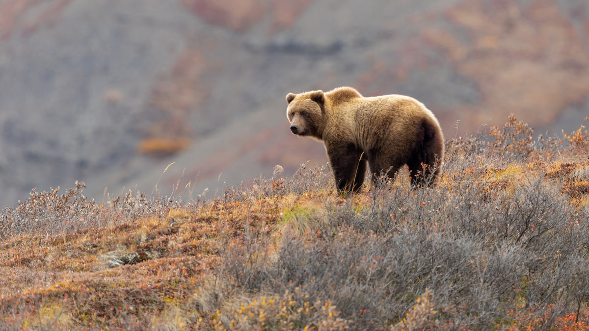 Government-Backed Brown Bear Culling Sparks Controversy