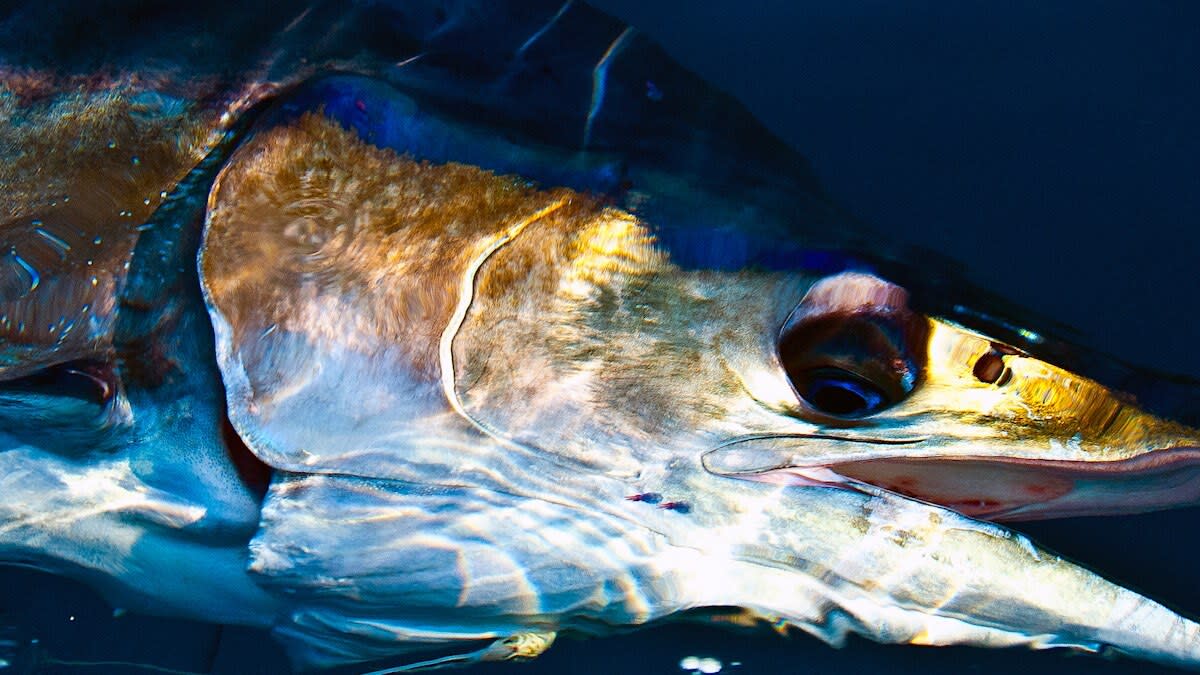 Surprise Fish Species That Taste Great
