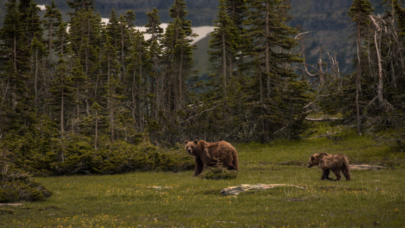Father and Son Sentenced After Poaching Collared Grizzly