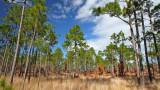 How to Improve Pine Stand Habitat for Whitetails