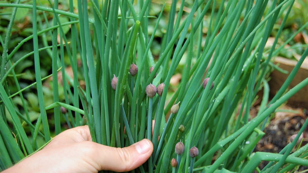 How to Grow Chives