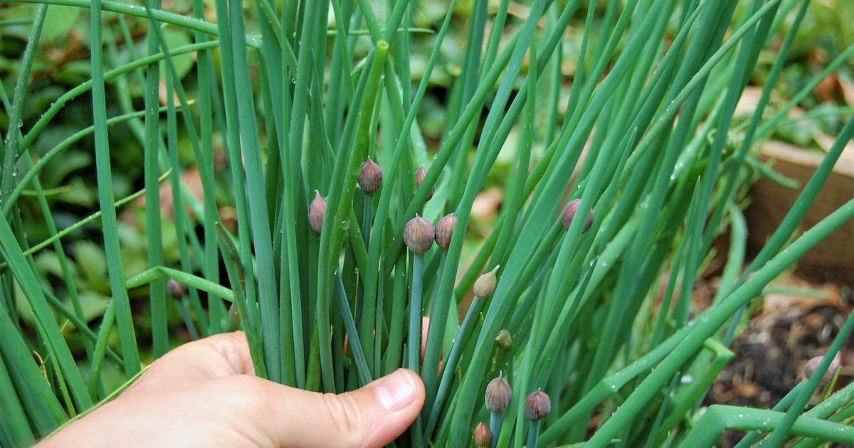 Chives how to plant (chive plants, growing season, making them) Chives how to plant