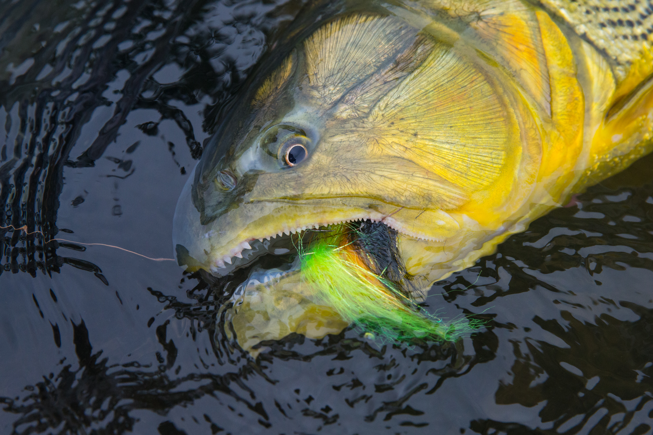 Freshwater Fishing Golden Flat Head Fishing