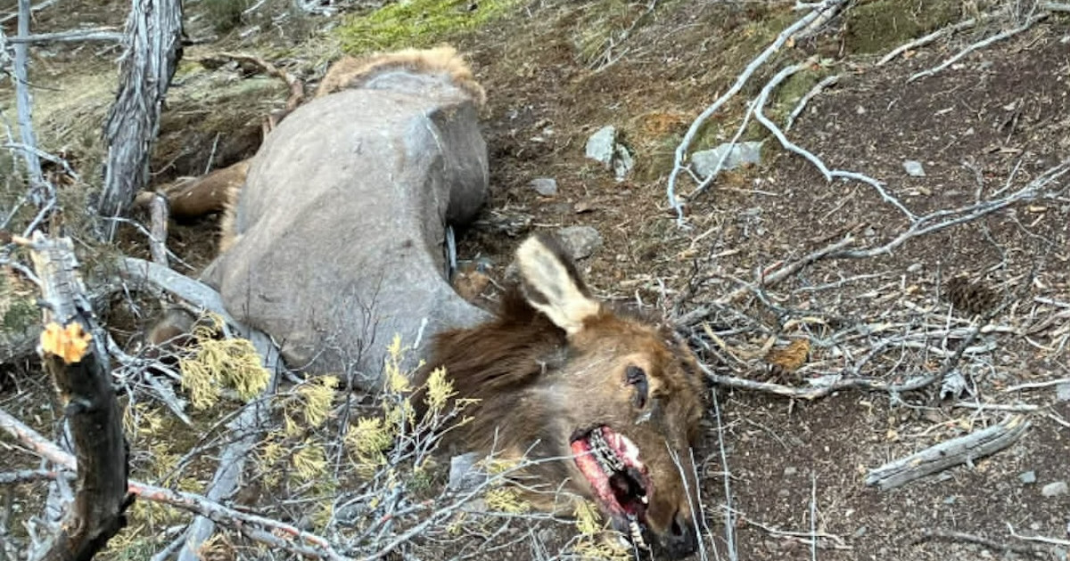 Is Mange Becoming a Problem for Elk Herds in Southwest Montana? Is Mange Becoming a Problem for Elk Herds in Southwest Montana?