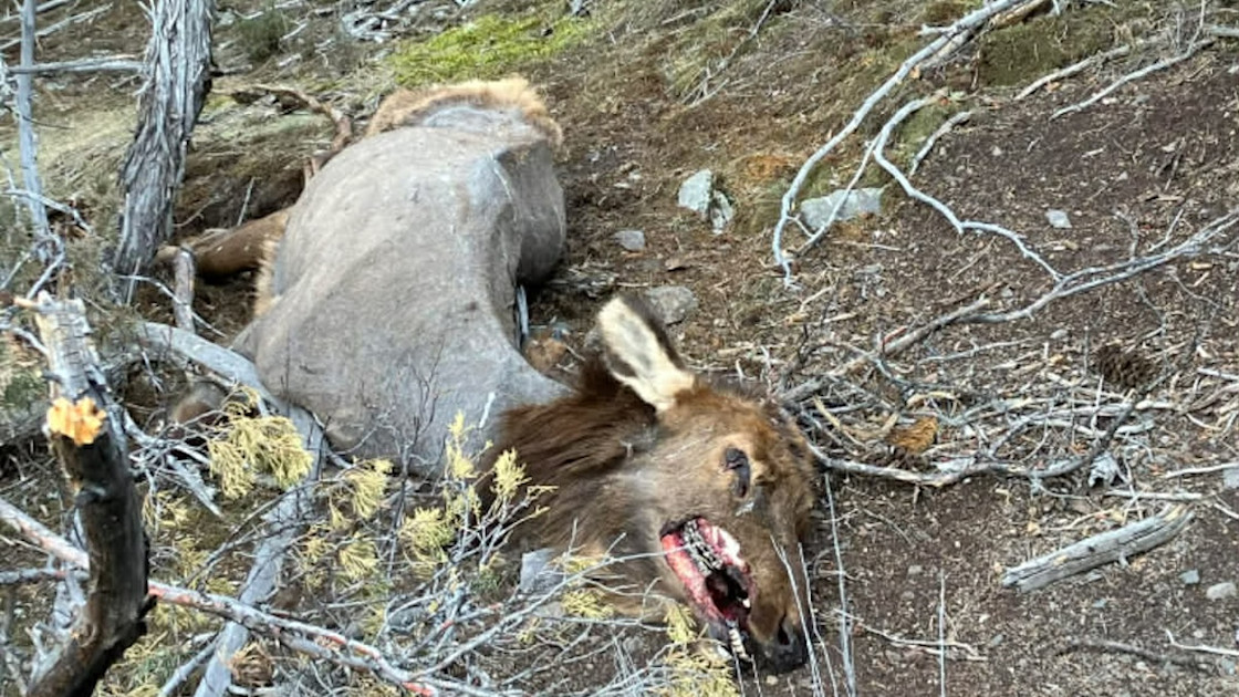 Is Mange Becoming a Problem for Elk Herds in Southwest Montana?