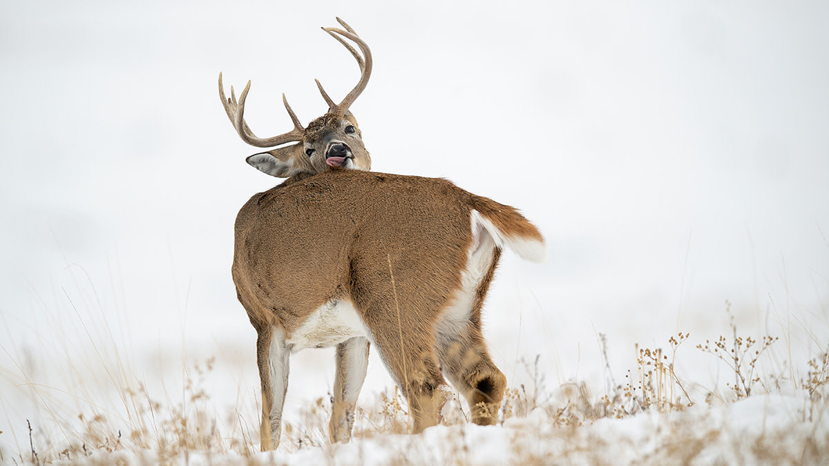 Explaining Deer Antler Abnormalities - Bowhunter