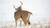 White-tailed buck in snow turning head to lick its back
