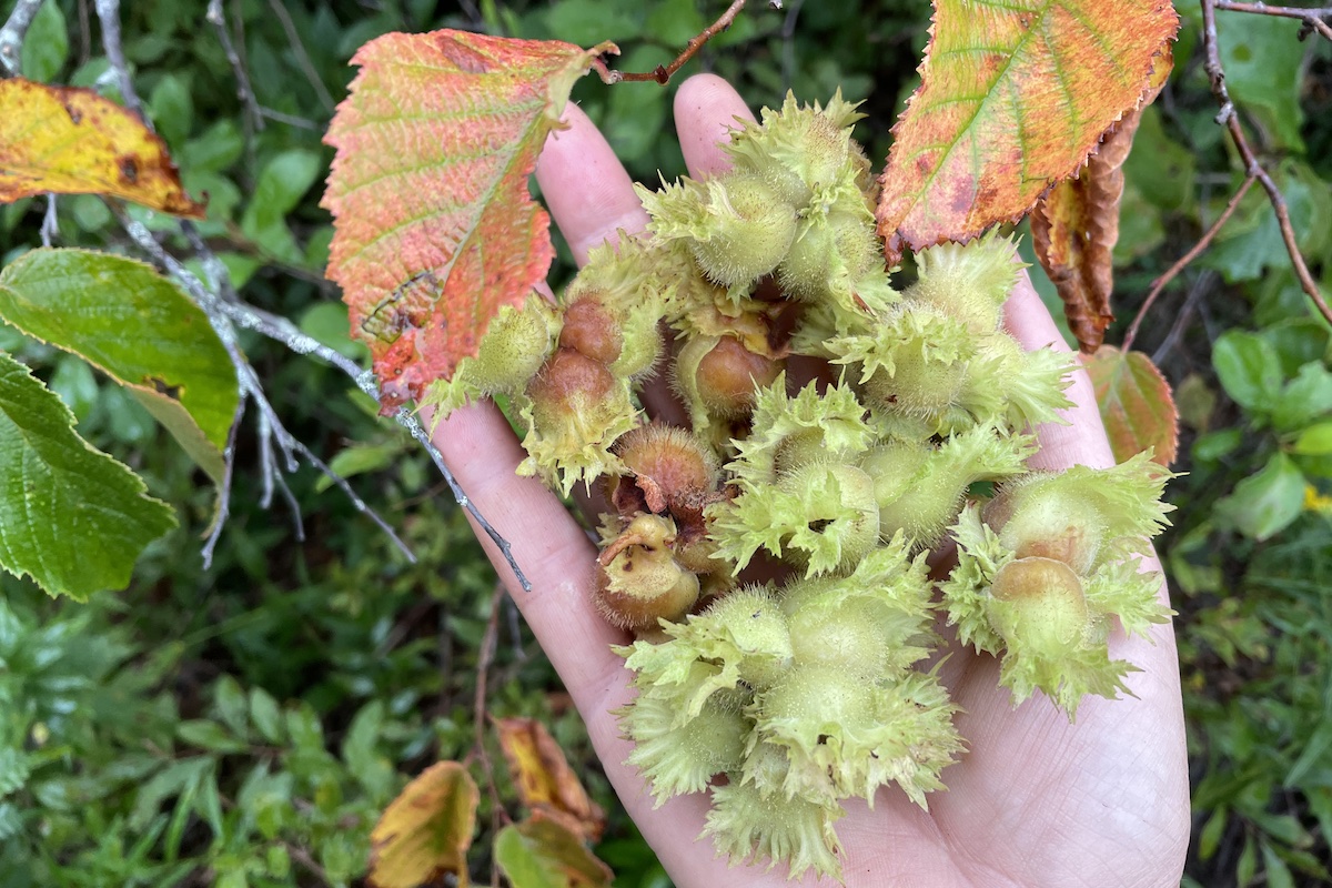 hazelnuts