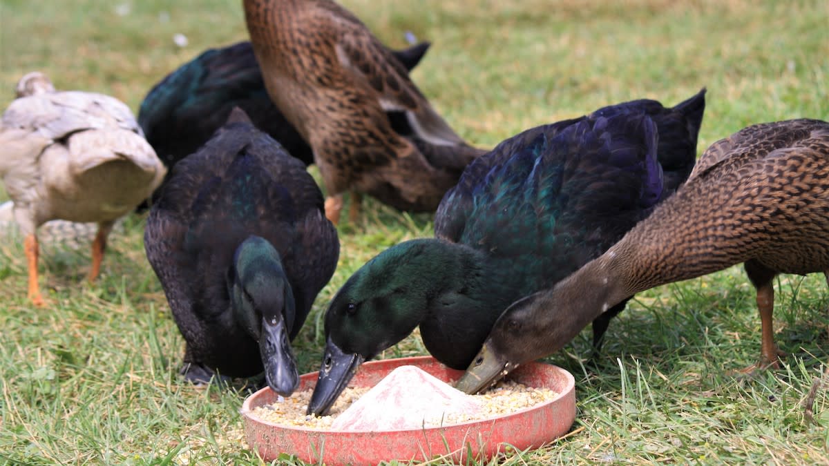 5 Things You Need to Start Raising Ducks